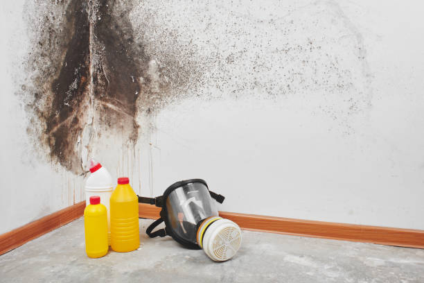 Best Best Mold Removal Companies  in Buchanan Dam, TX