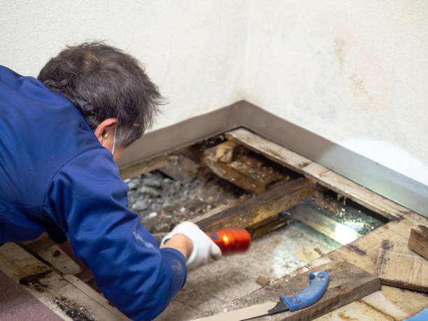 Reliable Buchanan Dam, TX Mold Removal Solutions