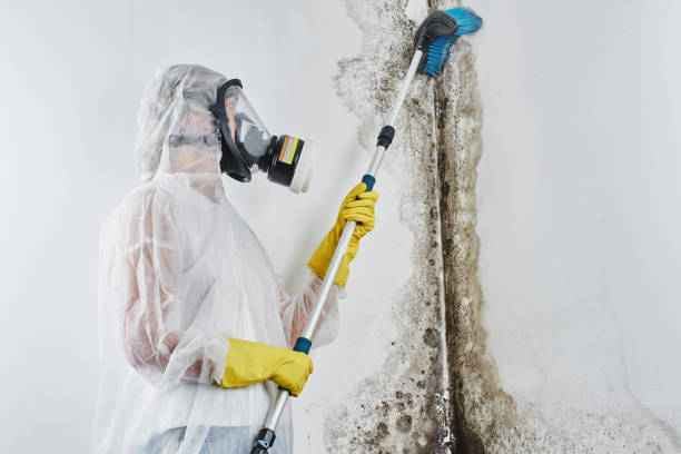 Best Emergency Mold Removal  in Buchanan Dam, TX