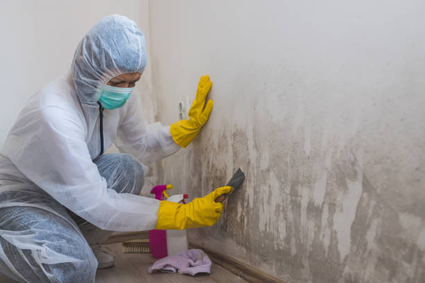Best Local Mold Removal Service  in Buchanan Dam, TX