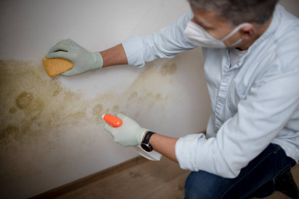 Best Professional Mold Removal  in Buchanan Dam, TX