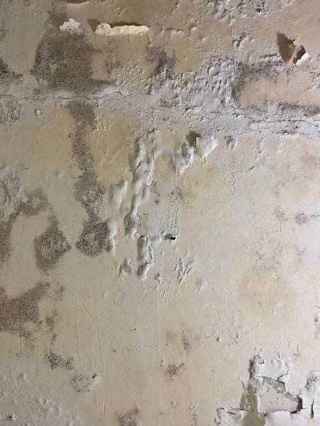 Mold Removal Process in Buchanan Dam, TX