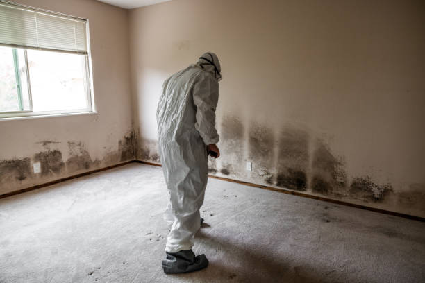 Best Mold Damage Repair  in Buchanan Dam, TX