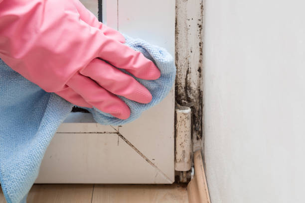 Best Mold Removal Near Me  in Buchanan Dam, TX