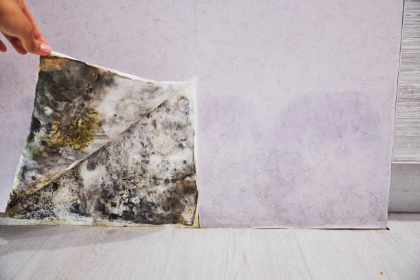 Best Black Mold Removal  in Buchanan Dam, TX